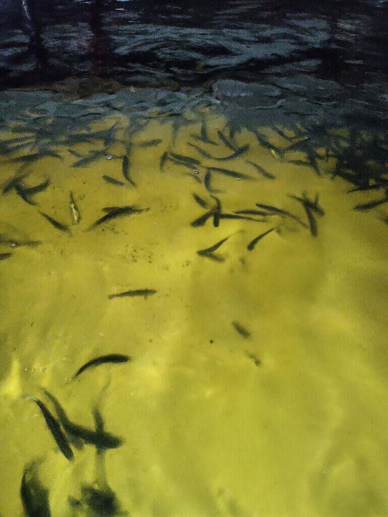 Fishfarm-before treatment